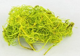Curly moss zelený 200g