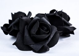 Ruža 7cm čierna 24ks