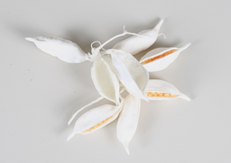 Brachyciton biely 200g