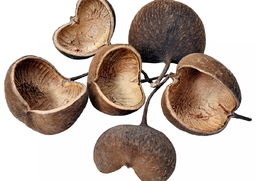 *Budha nut S/5 natur