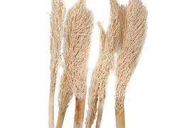 Palm jhar biely 10ks
