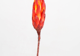 Repens bud červený 15ks