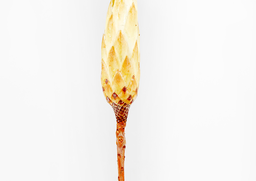 Repens bud krémový 15ks