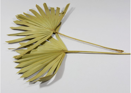 Palm sun natur S/10