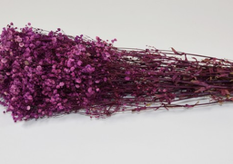 Gypsophila fialová