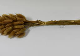 Lagurus natur cca 50ks