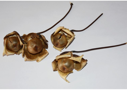 Wood rose S/25