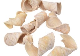 Elephant ear biely 250g