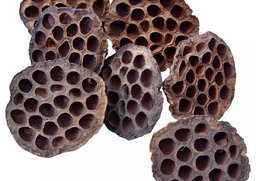 Lotos XL natur 10ks