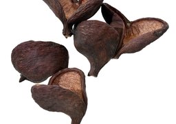 Badam natur