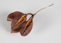 Brachyciton natur 200g