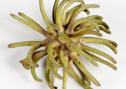 Spidergum natur 10ks