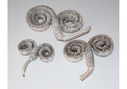 Palm ring biely 10ks