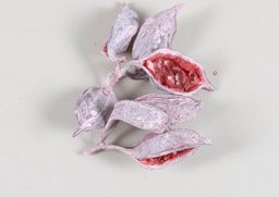 Brachyciton erika 200g,
