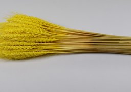 Triticum žltá