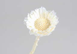 Compacta flower biela S/10