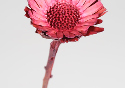 Compacta flower ružová 10ks