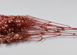 Gypsophila ružová