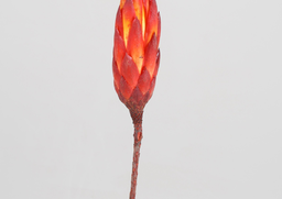 *Repens bud červená "VN" S/60