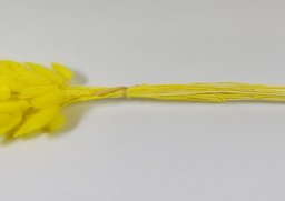 Lagurus  žltý cca 60ks