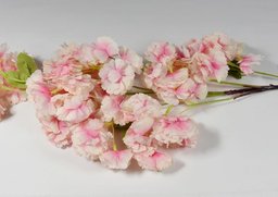 Čerešňa ružová 100cm