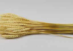 Triticum biela