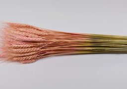 Triticum ružová