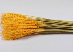 Triticum oranžová