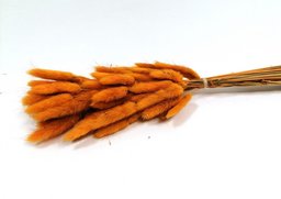 Lagurus tm. oranž. cca 60ks