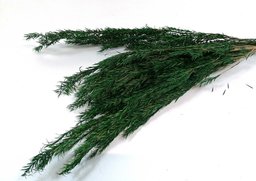 Patis zelený