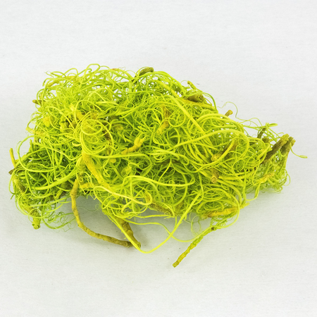 Curly moss zelený 200g