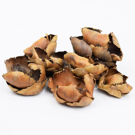 *Palm blute S/40 natur