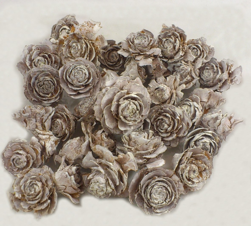 Cedar rose vintage 5-7cm S/20