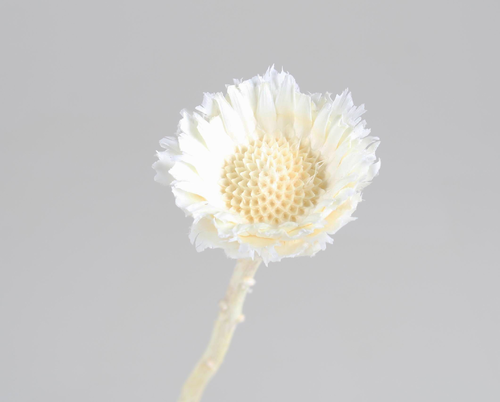 Compacta flower biela S/10