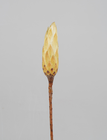 *Repens bud krém "VN" S/65 (vypredané)
