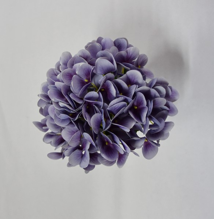 Hortenzia fialová 65cm (vypredané