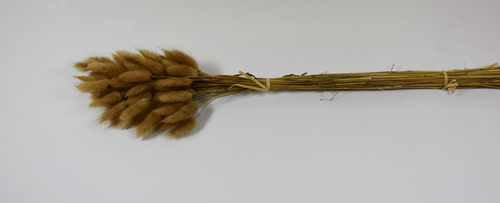 Lagurus natur cca 50ks