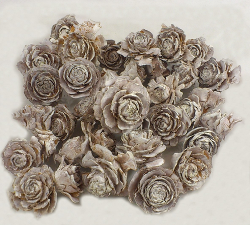 *Cedar rose S/20 biela