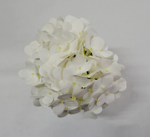 Hortenzia biela 65cm (vypredané)