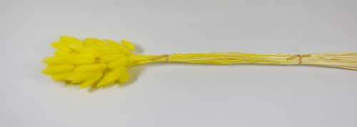 Lagurus  žltý cca 60ks