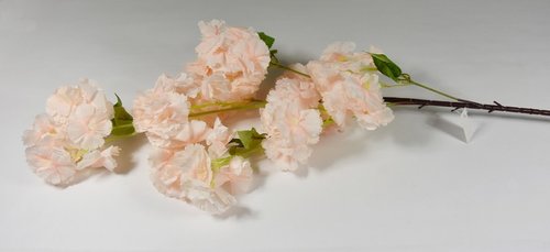 Čerešňa marhuľa 100cm (vypredané)
